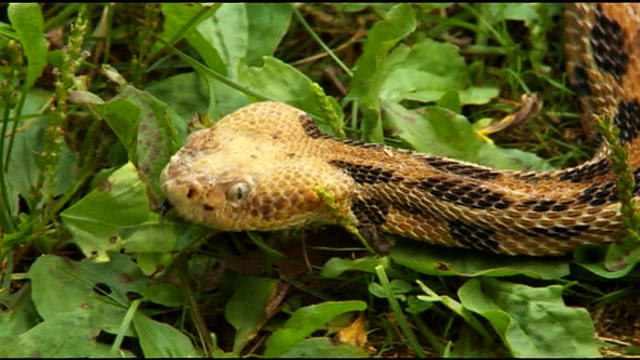 Rattlesnake.jpg 