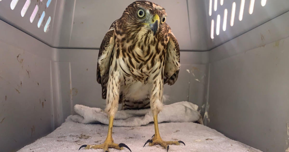 Rescued Cooper's Hawk Flies Back Into The Wild - CBS Miami