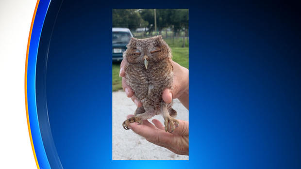 owl rescued by deputy 