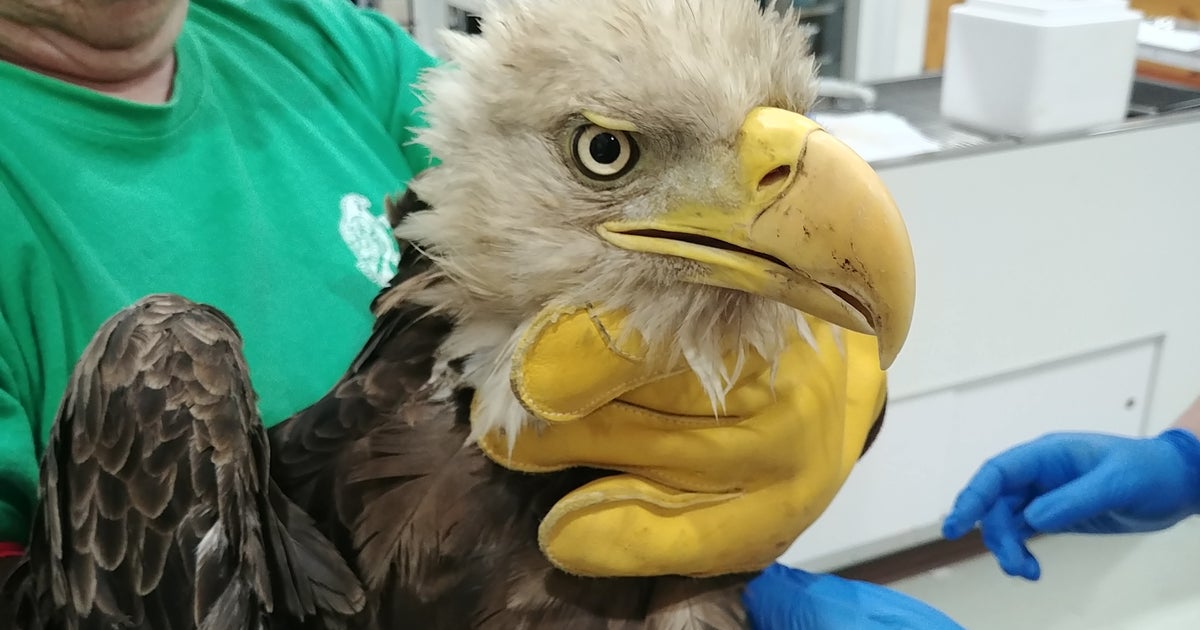 Bald Eagle Injured In Fight To Be Released Into The Wild CBS Baltimore