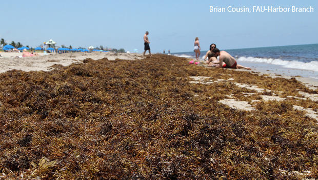 concentrated-masses-of-sargassum-along-a-beach-photo-courtesy-brian-cousin-fau-harbor-branch-620.jpg 