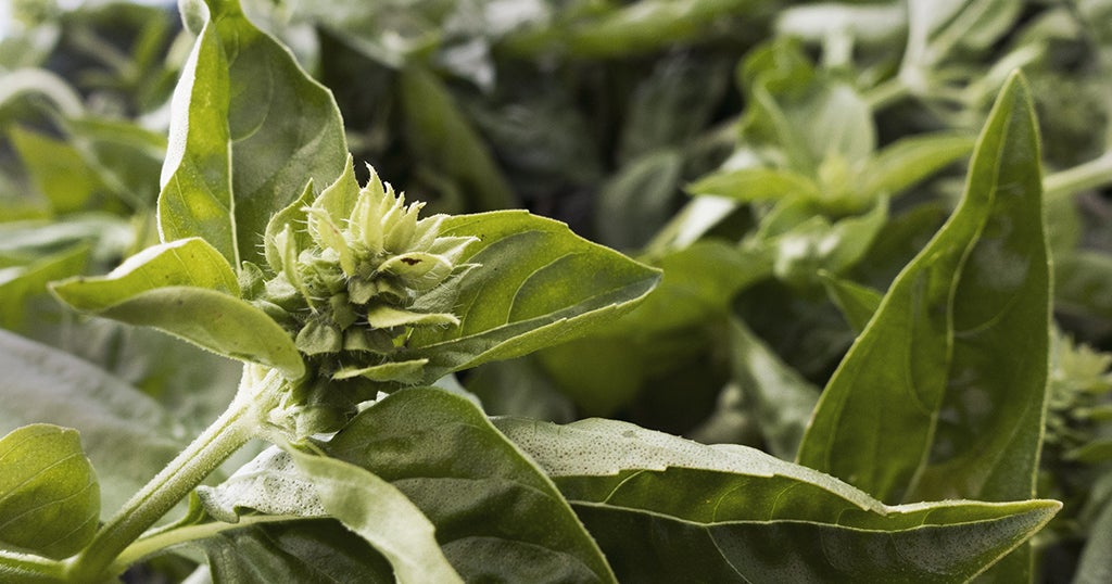 FDA Warns About Fresh Basil Imported From Mexico - CBS New York