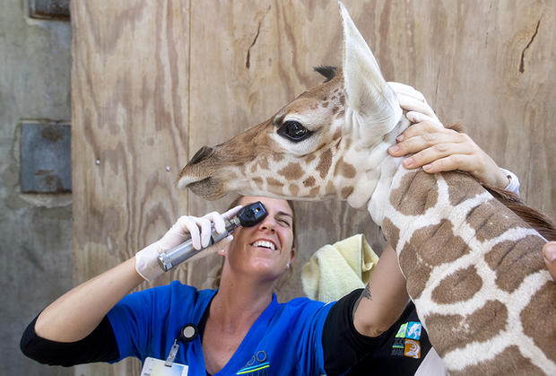 Baby Giraffe Zoo Miami 