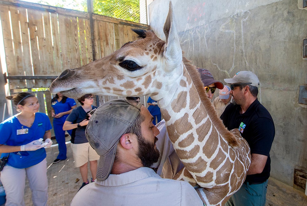 PIX: Baby Giraffe Makes Public Debut At Zoo Miami