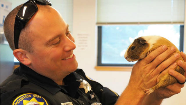 guinea-pig-rescued.jpg 