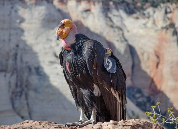 california-condor-409-zion-national-park-promo.jpg 
