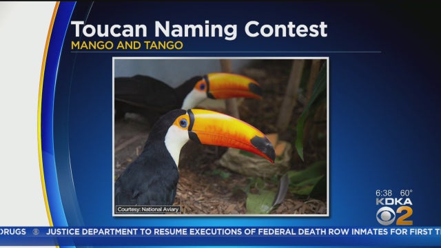 NationalAviaryToucans.jpg 