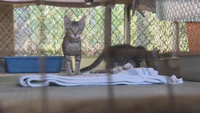 0727-ctm-catsmauledbydogs-1899334-640x360.jpg 
