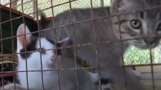 cats-shelter.jpg
