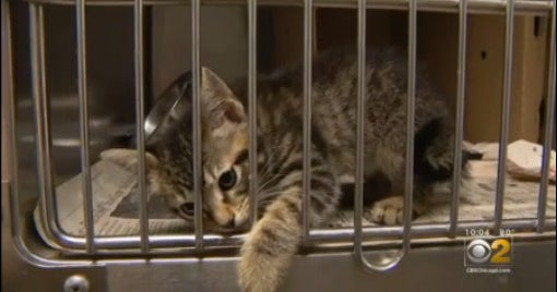 Florida Senate passes bill creating public registry of animal abusers