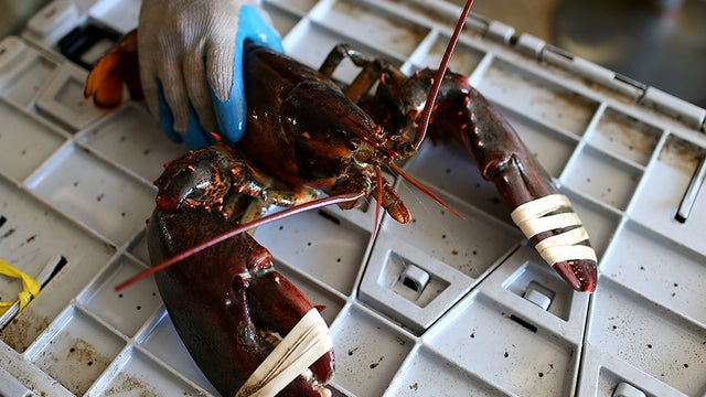 maine-losbter-fisherman.jpg 