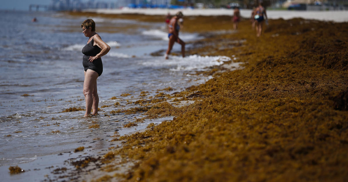 MiamiDade To Begin Sargassum Seaweed Cleanup On County Beaches CBS Miami