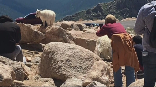 MT-EVANS-GOATS-5PKG.transfer_frame_1709.png 