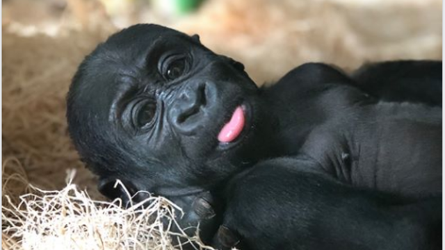 Mondika-baby-gorilla.png 