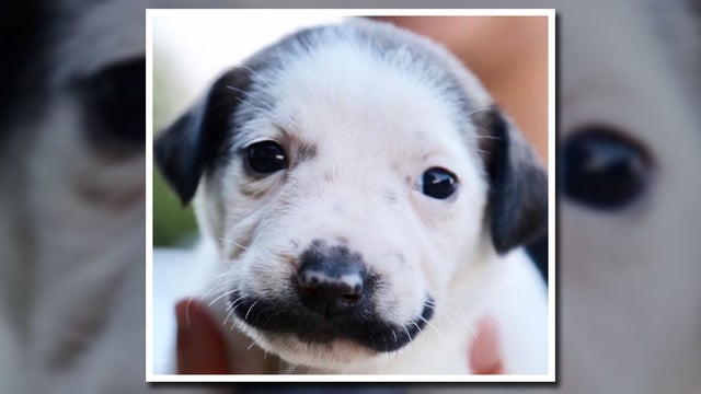 mustachepuppy.jpg 