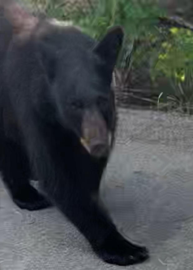 black bear encounter via Sherry Moore 5 