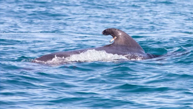 Pilot-Whale-Release_1.jpg 