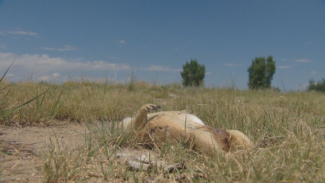PRARIE DOG PLAGUE LR RAW 01 concatenated 151232_frame_23174 copy 