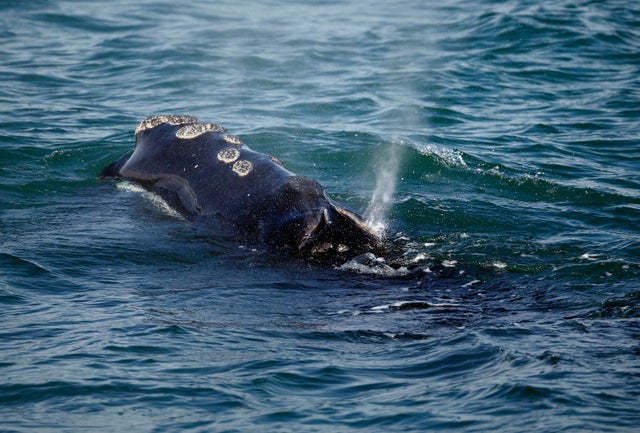 Right Whale Protection 