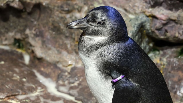 newenglandaquarium.jpg 