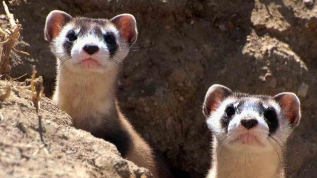 PRAIRIE DOG PLAGUE 10PKG_frame_962 