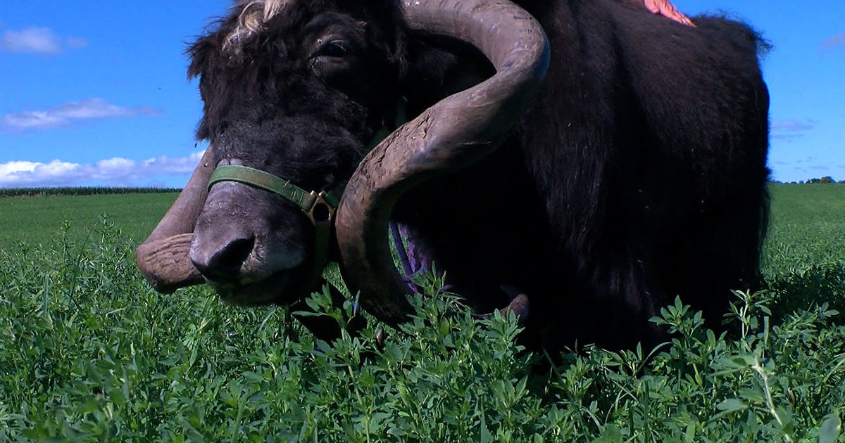 Finding Minnesota Clear Spring Farm Home To Yak Herd CBS Minnesota