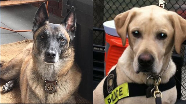 PoliceK9s.jpg 
