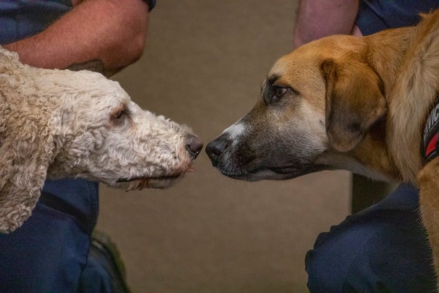 South Metro service dogs 2 