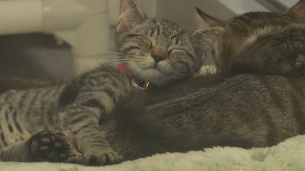 NEW DDFL SHELTER VO1_frame_0 