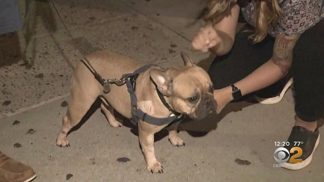 Dog Suffers Minor Injuries After Plunging Off Building, Crashing Through Car's Sunroof 