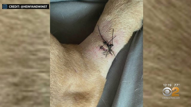 Dog Suffers Minor Injuries After Plunging Off Building, Crashing Through Car's Sunroof 