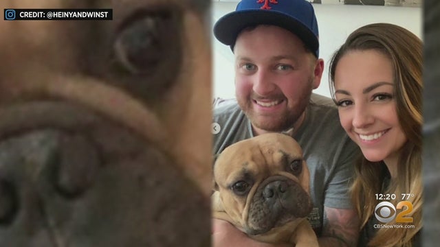 Dog Suffers Minor Injuries After Plunging Off Building, Crashing Through Car's Sunroof 