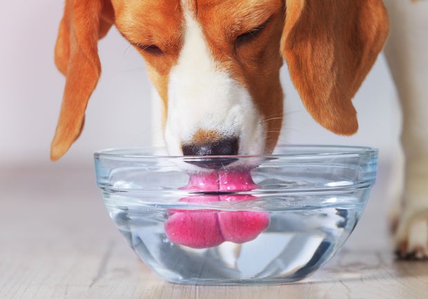 Beagle dog drinking 