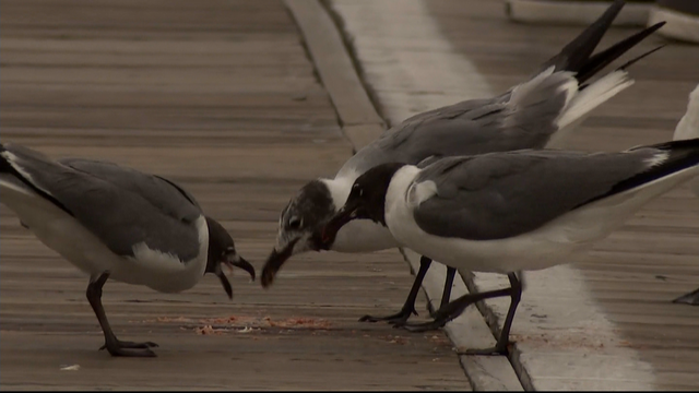 Ocean City N.J. uses hawks, birds of prey to fend off seagulls - CBS  Philadelphia