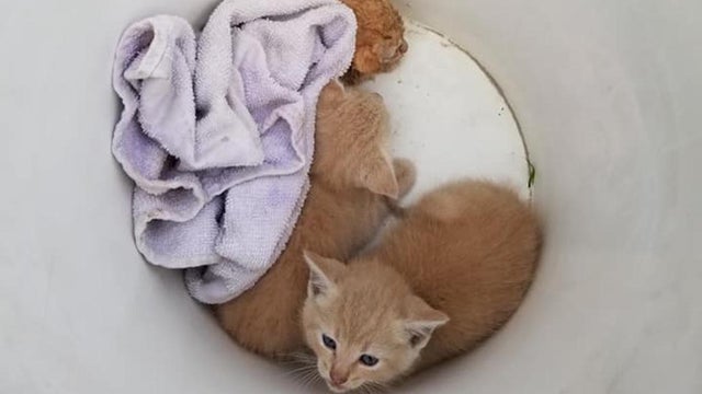 bucketofkittens.jpg 