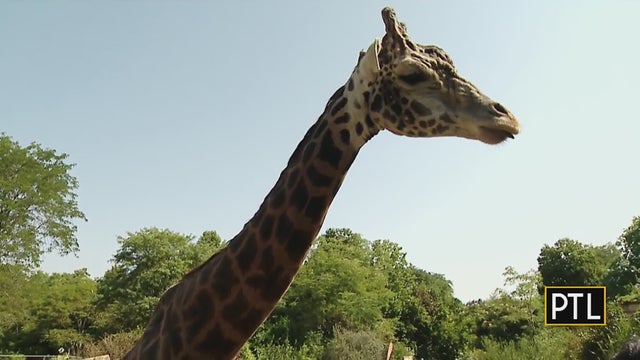 pittsburgh-zoo-giraffe.jpg 