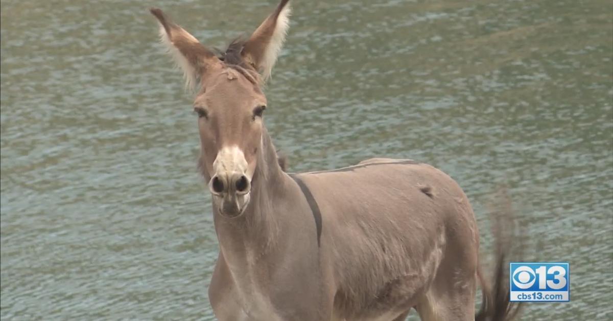 Rescuers Furious About Wild Donkey Stranded On Island For More Than Two  Years - Good Day Sacramento