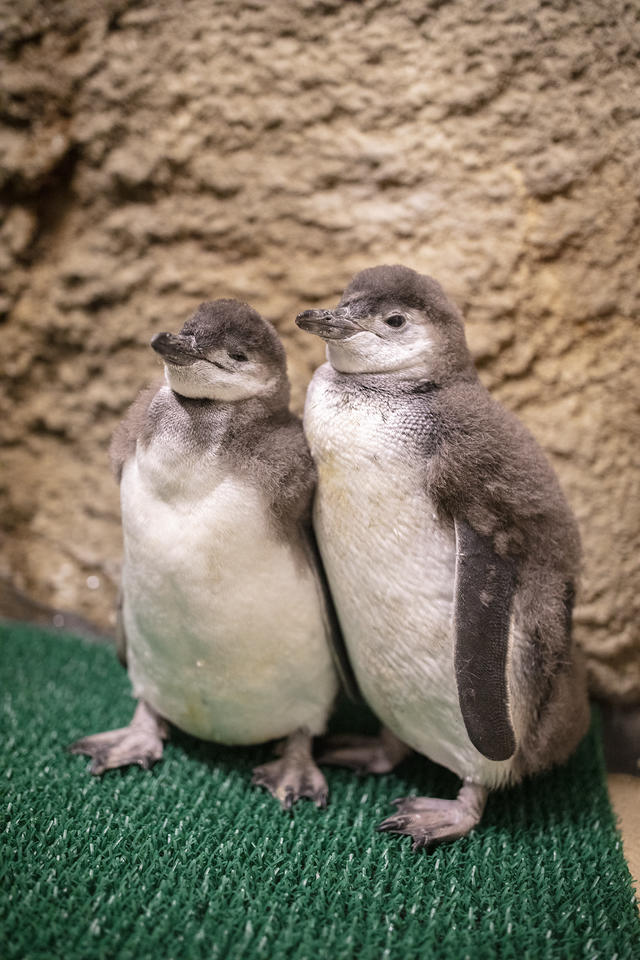 13 Plush Baby Grey Penguin - Shedd Aquarium Shop