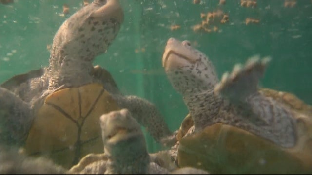 nwe-jersey-turtles.jpg 