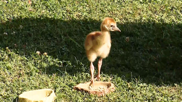 National Aviary's Grey Crowned Crane Chick 