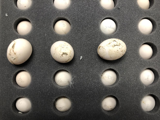 PHL Hatching Eggs 