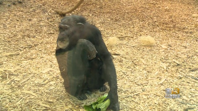 Lola-baby-chimp.jpg 