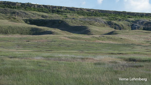 northern-montana-grassland-with-prairie-dog-mounds-verne-lehmberg-620.jpg 