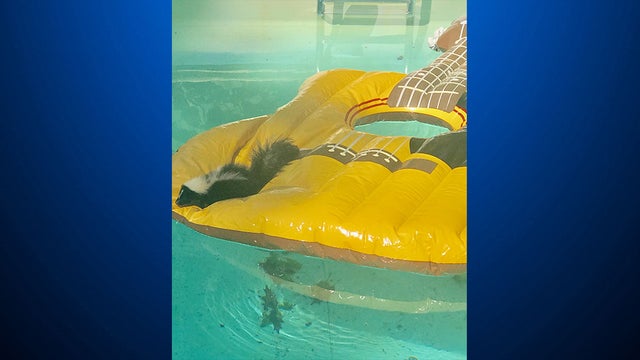 skunk-in-pool-.jpg 