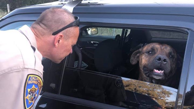 dog-kicked-out-of-car-credit-CHP-Placerville-1.jpg 