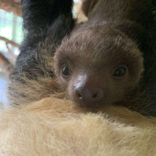 baby sloth via CMZ 3 