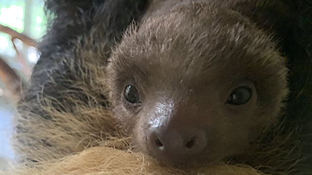 baby-sloth-via-CMZ-3-1.png 