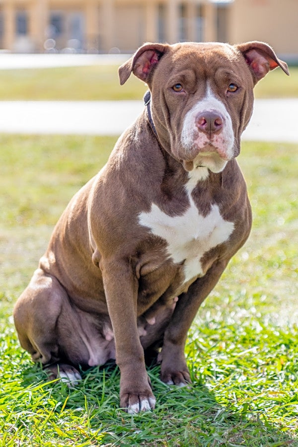 Cocoa  (Hoodline Do Not Use) 