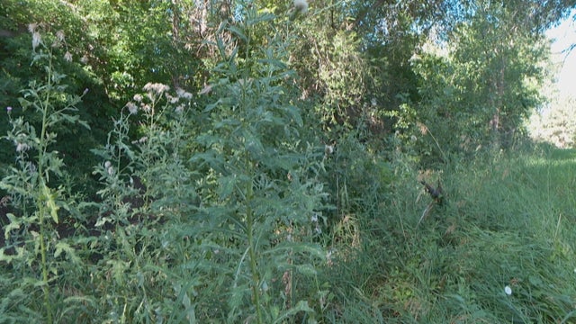 HIGH LINE CANAL VOLUNTEERS 