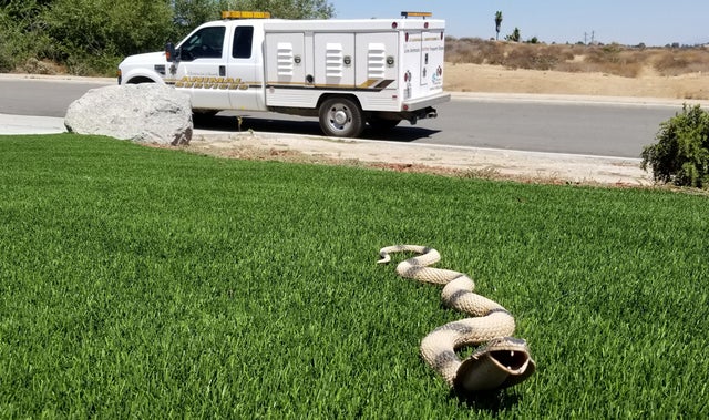 Woodcrest-Call-Cobra-in-Yard--Photo-by-Officer-Adam-Haisten-Riverside-County-Animal-Services-8-8-19 